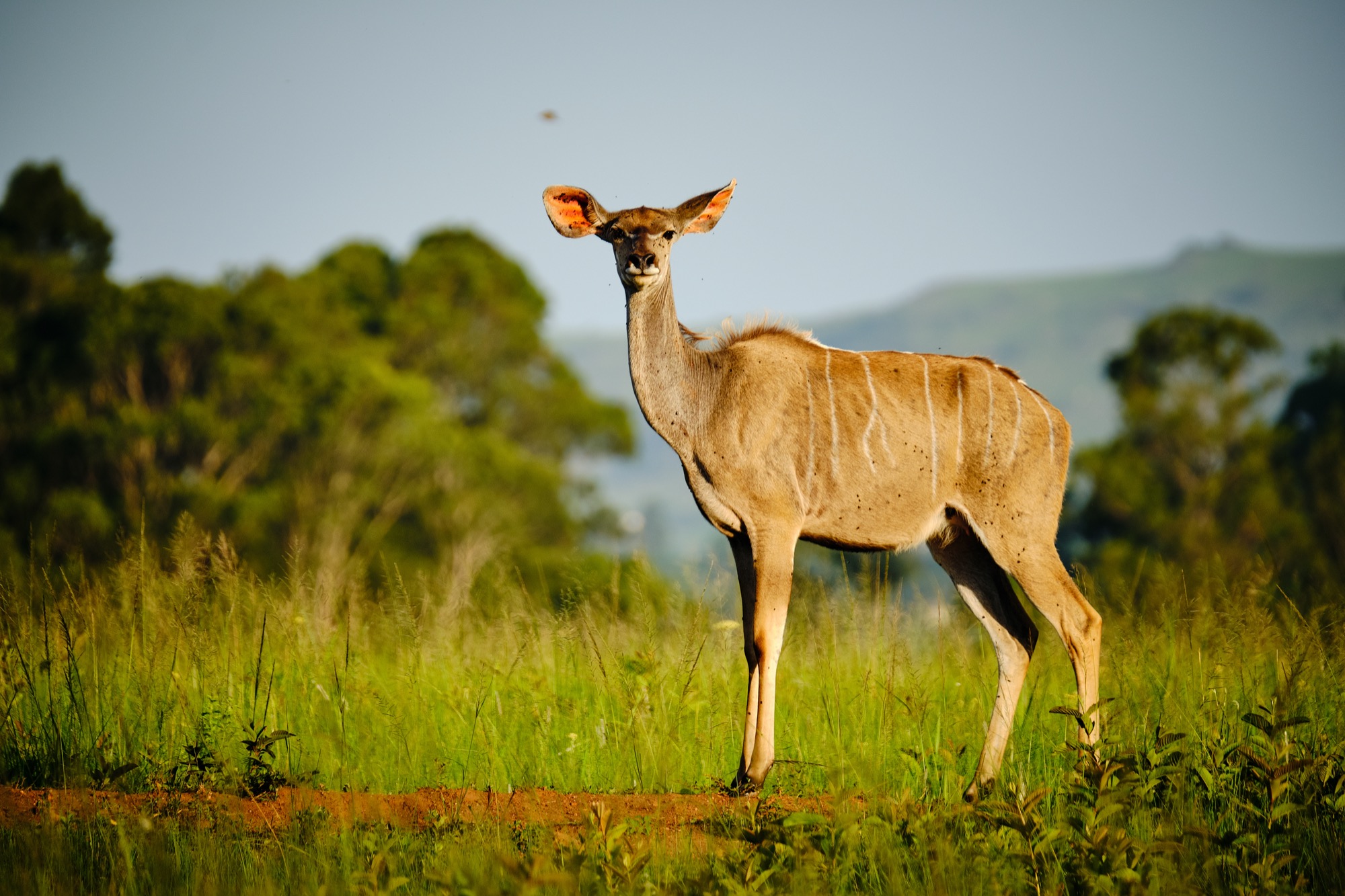 Südafrika VIII