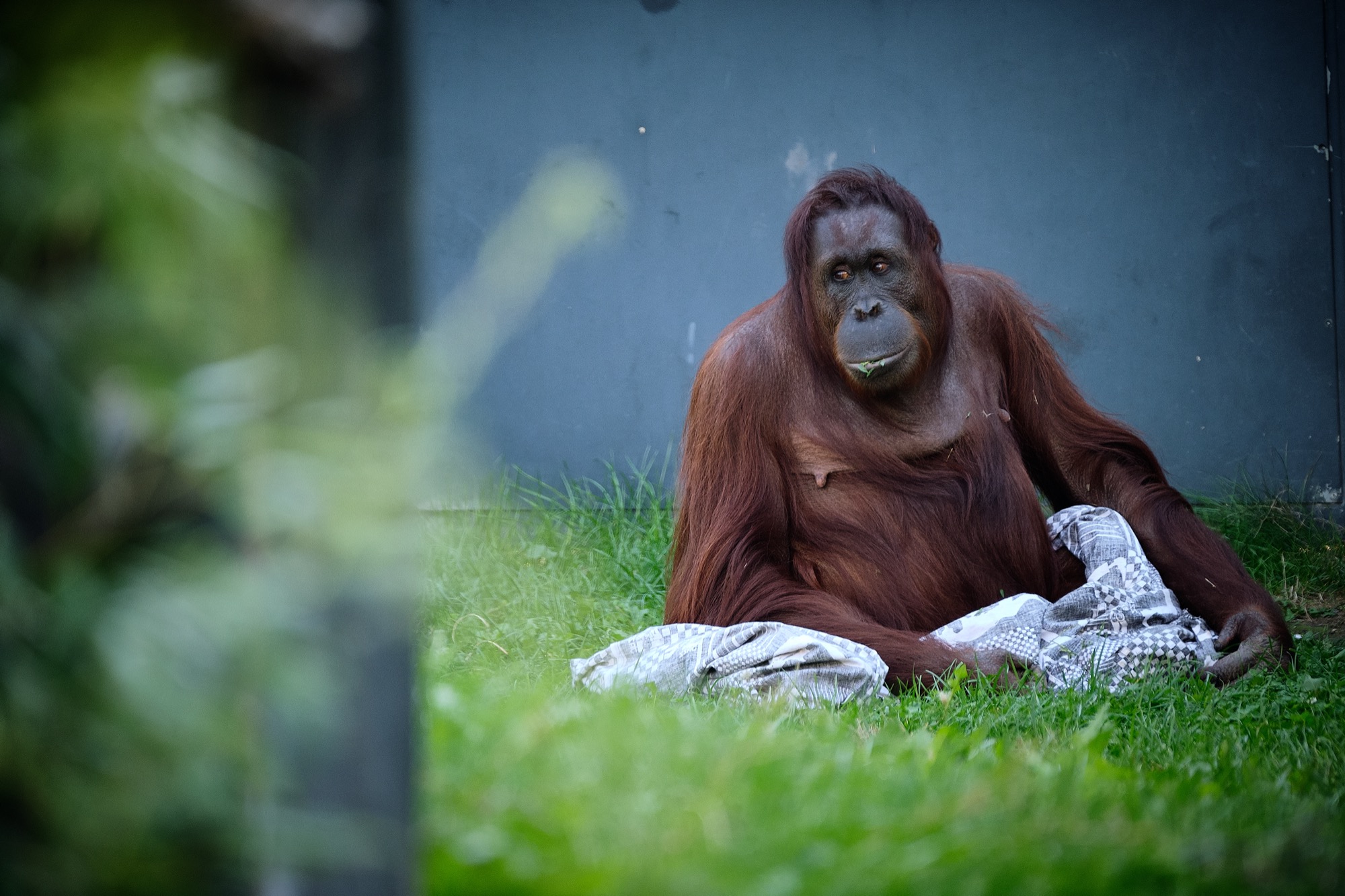 Zoo I
